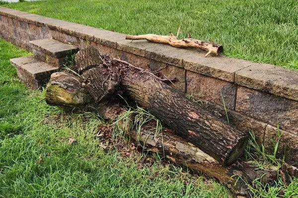 Professional tree expert in Wading River, NY