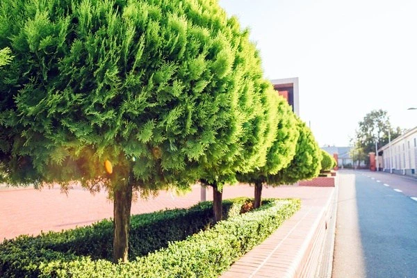 Professional tree service