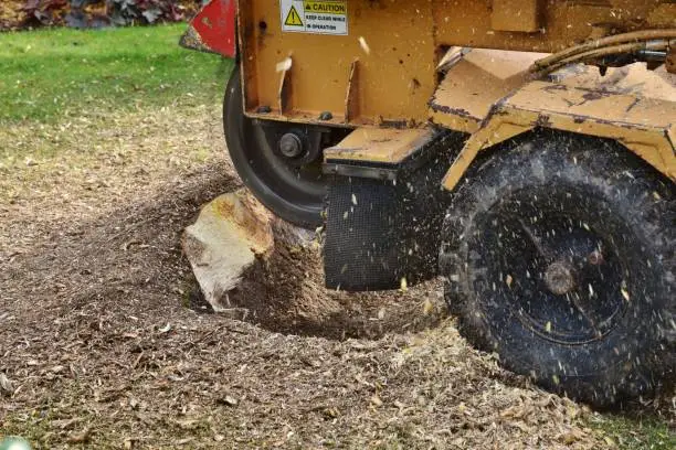 Reliable tree service