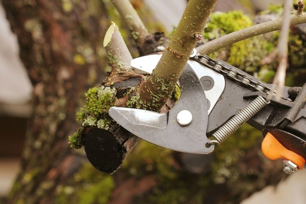Tree Pruning Service