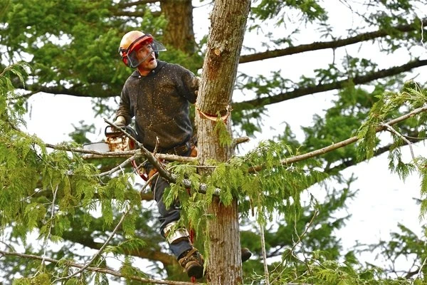 Trees Are Us' other services